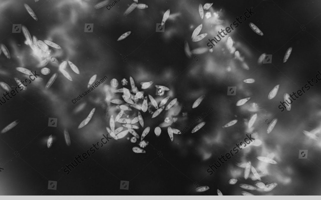 Evolution of the Panarthropoda from a cell type perspective