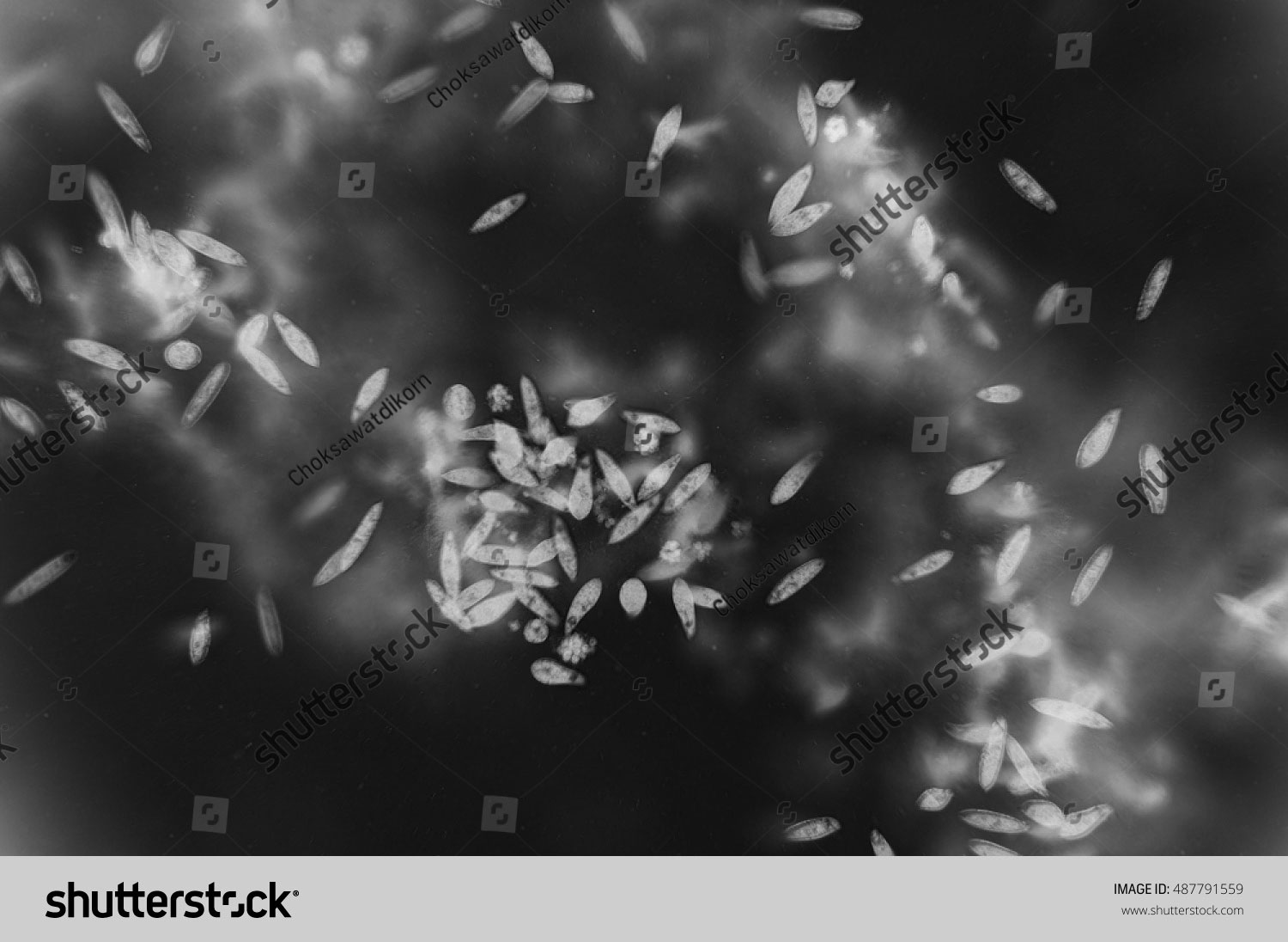 stock-photo-euglena-is-a-genus-of-single-celled-flagellate-eukaryotes-487791559-inv